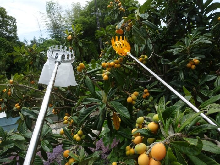 秘密兵器ビワキャッチャー