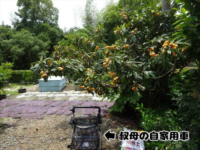 里のビワ