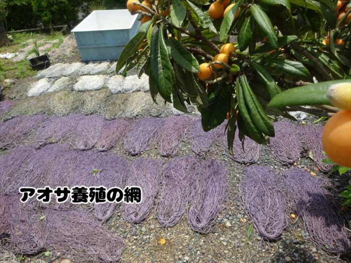 里のビワ