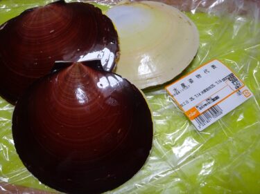 月日貝