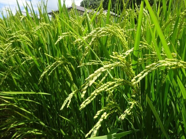 お米が収穫直前です