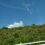 クズまで枯れて
