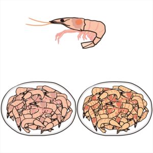 サクラエビ