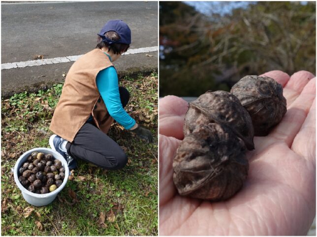 クルミのおばちゃん