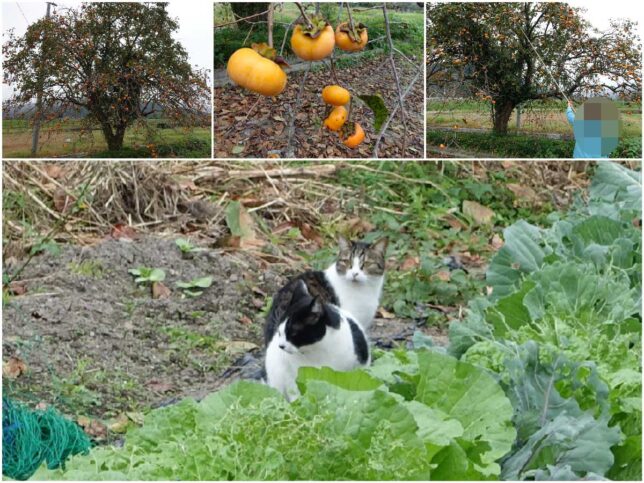 柿をドッサリ持たせてくれたよ