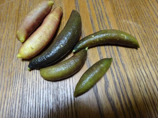 フィンガーライム