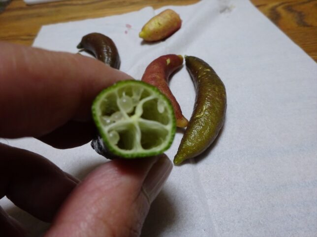 フィンガーライム