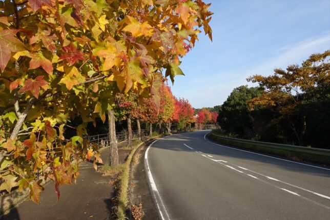 朝熊山麓公園 紅葉