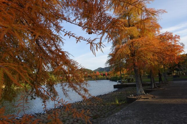朝熊山麓公園 紅葉