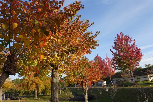 朝熊山麓公園 紅葉