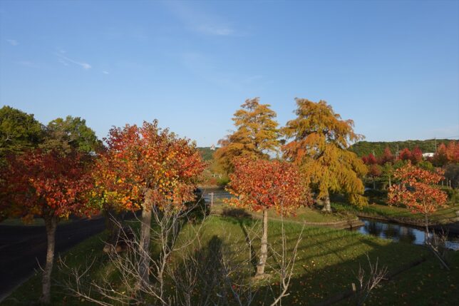 朝熊山麓公園 紅葉