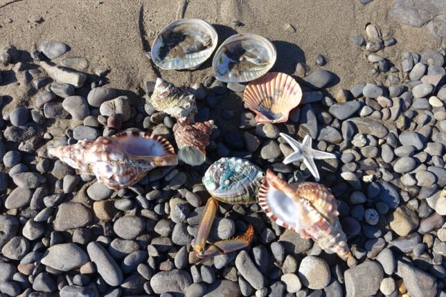 浜には、いろんなものが落ちてる