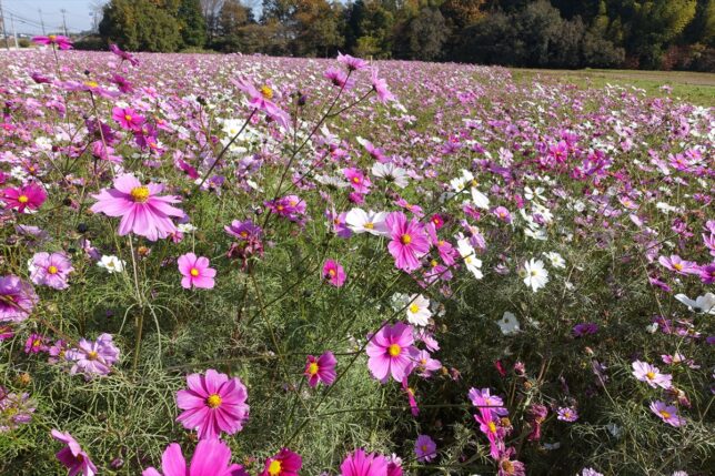 コスモス