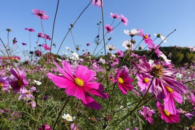 コスモス