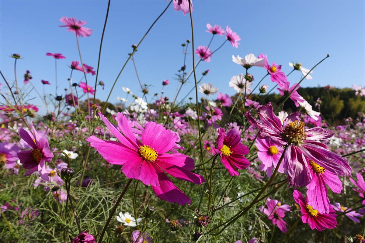 コスモス