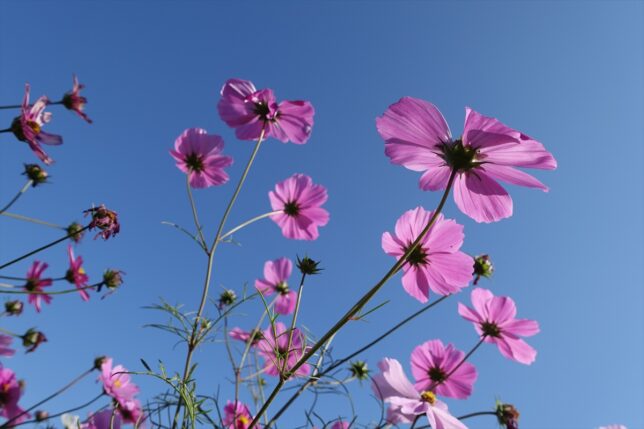 コスモス
