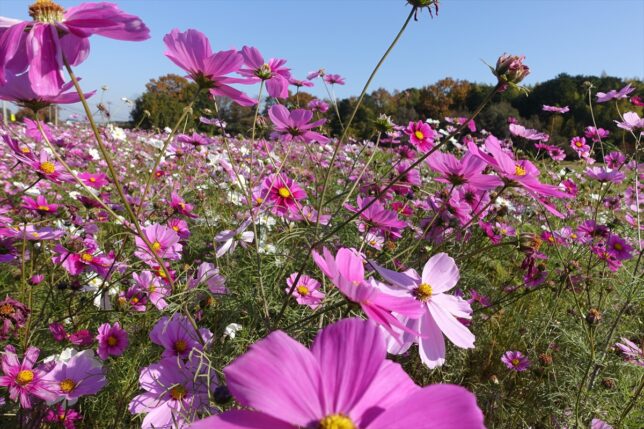 コスモス