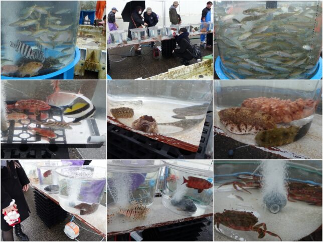 地魚の水族館｜みなみいせまつり