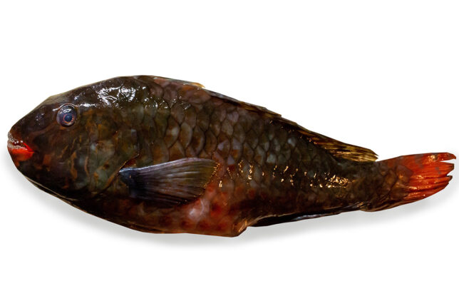 イガミ（ブダイ）