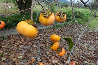 彼女の家の柿をお土産に頂いた