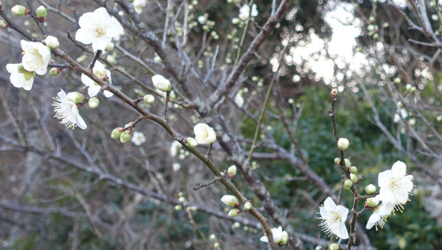 梅の花