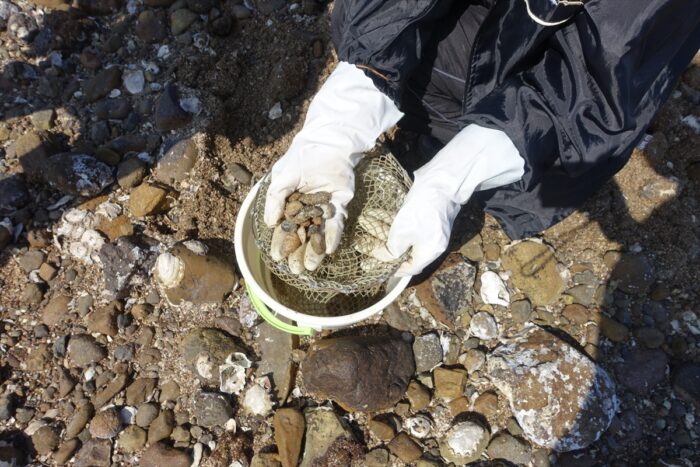 まるでシジミみたいなサイズのアサリ