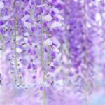 藤の花