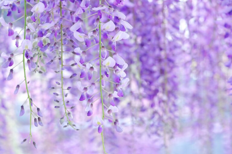 藤の花