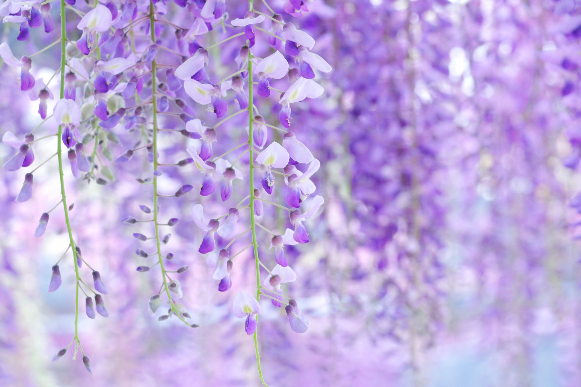 藤の花
