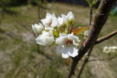 和梨の花（幸水と豊水）