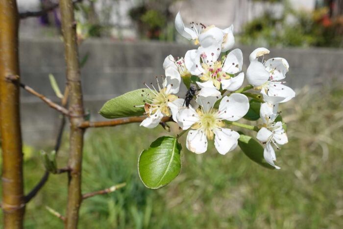 洋梨の花