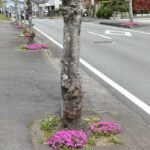 芝桜