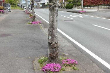 芝桜