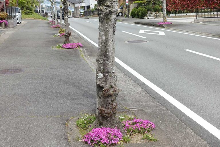 芝桜