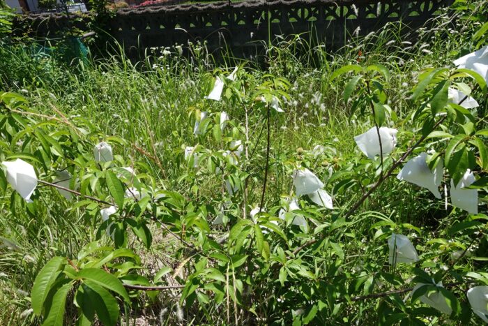 桃は虫よけで袋がけしてみました