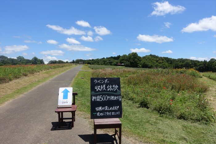 ラベンダー収穫体験の看板