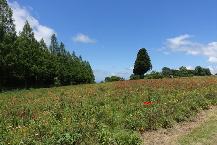 ラベンダー以外にも、いろいろ花がございます