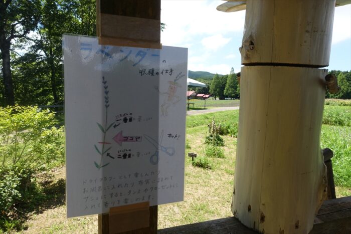 ラベンダーの刈り方